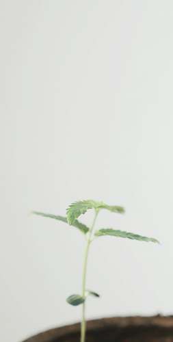 plant green leaf potted plant art