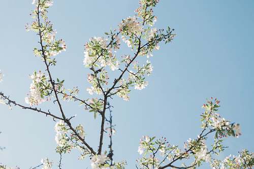 blossom low angle photo of white petaled flowers in bloom flora