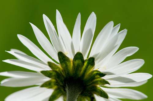 blossom low-angle photography of white petaled flower daisy