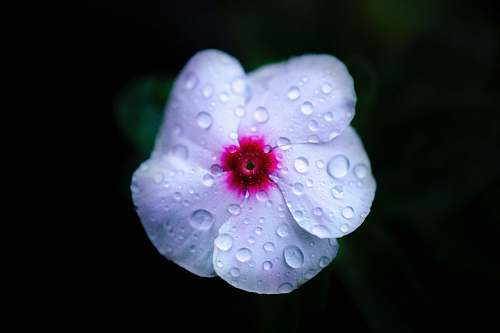 plant macro photo of white and pink moth flower with water drops droplet
