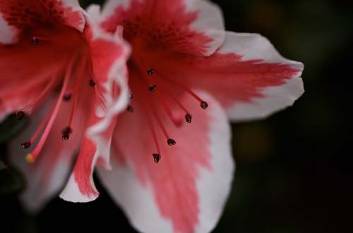 plant macro photography of petaled flower blossom