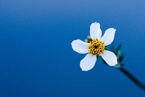 blue macro photography of white flower cosmos