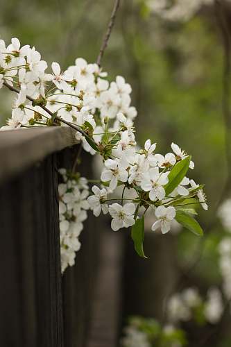 plant macro shot of white flowers blossom