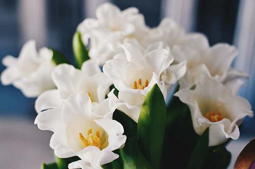 blossom macro shot photography of white flowers flora