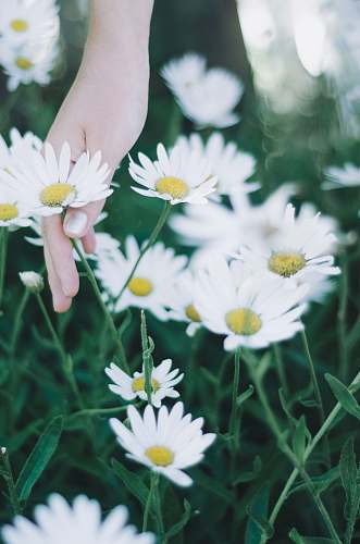 blossom person holding daisy flowers daisy
