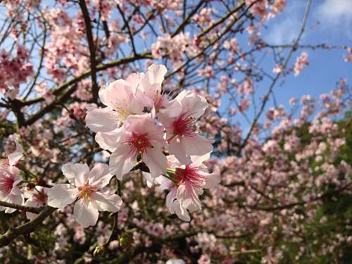 blossom photo of Cherry Blossom during daytime plant