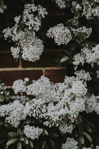 plant photo of white hydrangeas flowers blossom