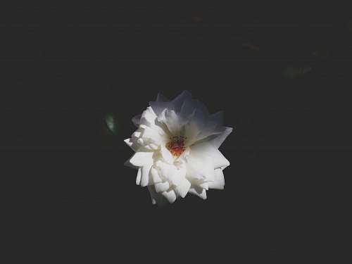 blossom photo of white petaled flower daffodil