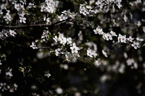 blossom photography of white flowering tree cherry blossom