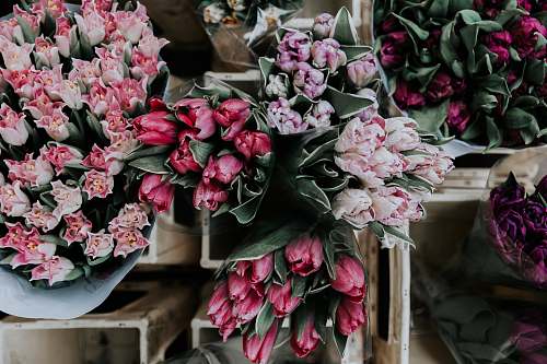 london pink and purple tulips on display united kingdom