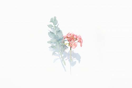 plant pink and white flowers background