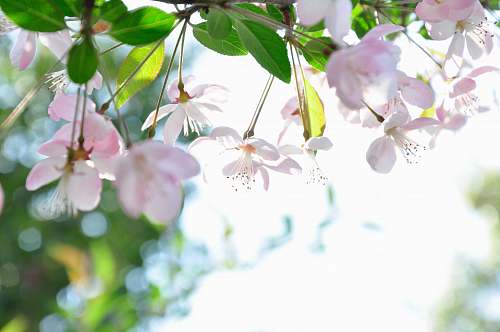 blossom pink petaled flower flora