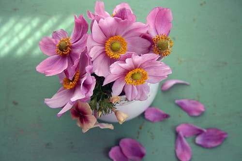 vase pink petaled flowers in vase petal