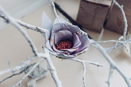 ornament purple flower photography branch