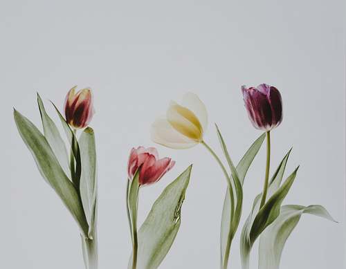 plant purple, white, and pink floral painting tulip