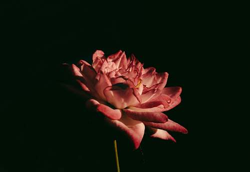 plant red flower in middle of dark rose