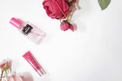 rose red rose beside clear perfume bottle flora