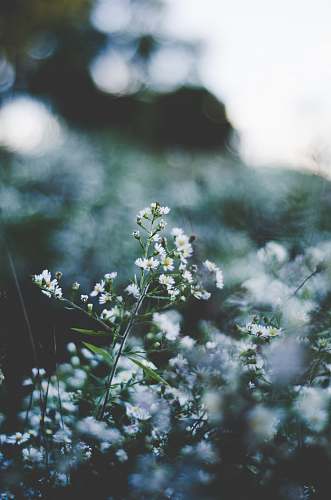 flowers selective focus of white baby's-breath flowers blooming plant