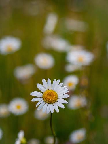 daisy selective focus of white flower field