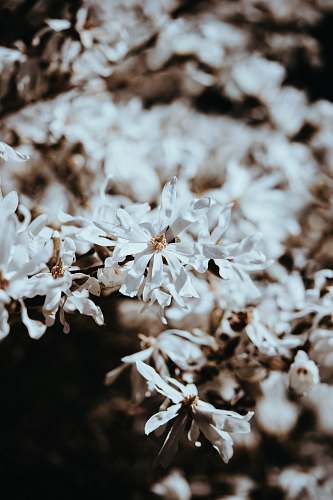 blossom selective focus of white petaled flower grey