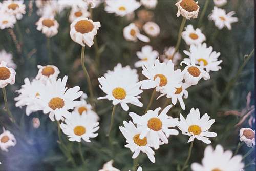 daisies selective focus photo of aster flowers daisy