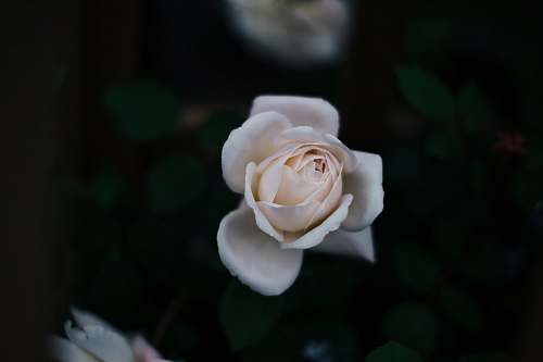 flora selective focus photo of white rose rose