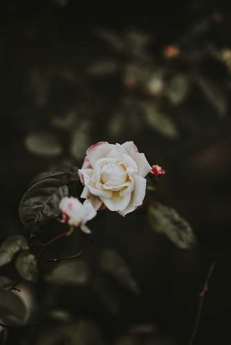 rose selective focus photo of white rose blossom