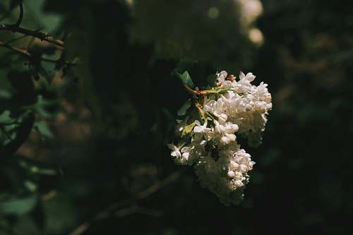 plant selective focus photograph of white flower floral