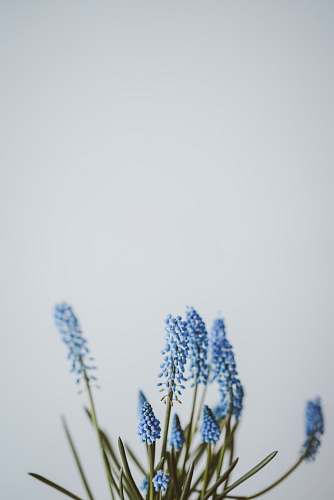 white selective focus photography of blue petaled flower in bloom plant