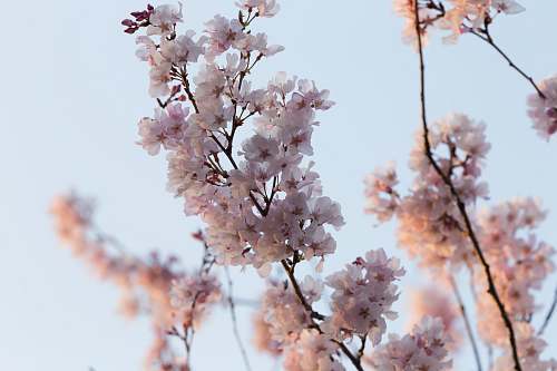 blossom selective focus photography of white and pink petaled flower cherry blossom