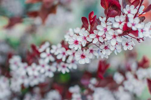 blossom selective focus photography of white-and-pink petaled flowers nature