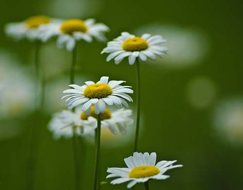 daisy selective focus photography of white-and-yellow daisy flowers blossom