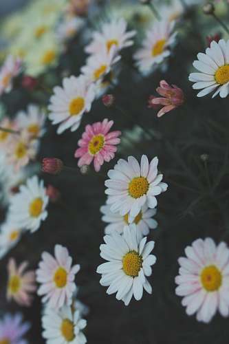 daisy selective focus photography of white daisies flora
