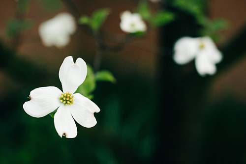 plant selective focus photography of white flower blossom