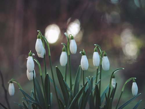 flowers selective focus photography of white flowers plant