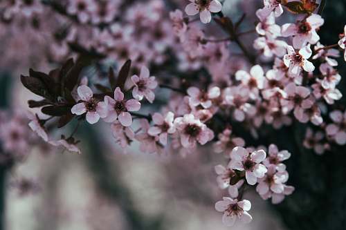 blossom selective focus photography of white orchid flowers cherry blossom