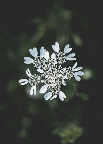 blossom selective focus photography of white petaled flower flora