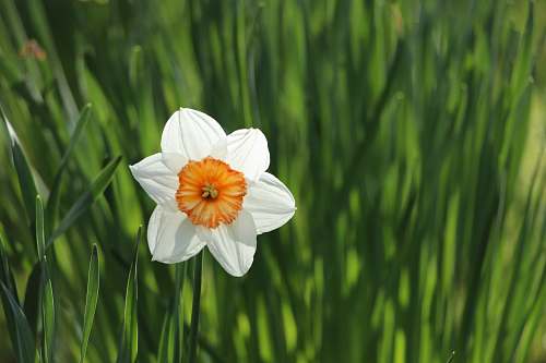 spring selective focus photography of white petaled flower daffodil