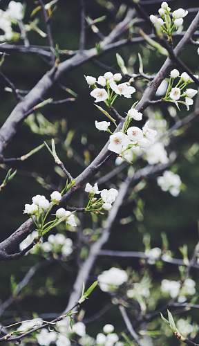 blossom selective focus photography of white petaled flower tree spring