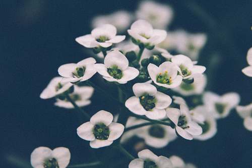 blossom selective focus photography of white petaled flowers flora