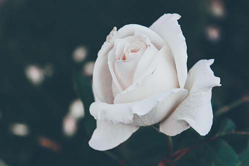 grey selective focus photography of white rose flower rose