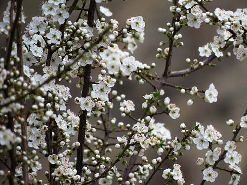 plant selective focus photography white cherry blossom blossom