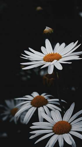 daisy shallow focus photo of white daisy flowers blossom