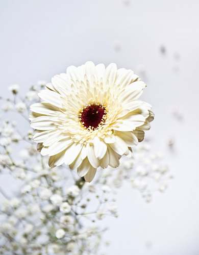 blossom shallow focus photo of white flower daisy