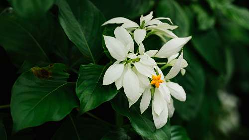 plant shallow focus photo of white flowers near green leaves blossom