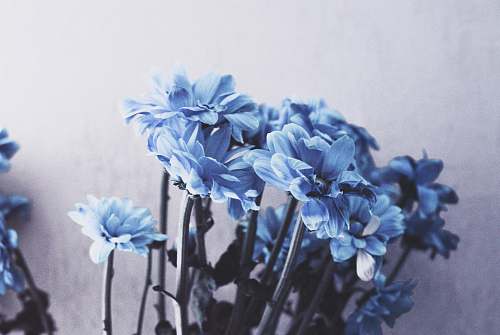 blue shallow focus photography of blue flowers petal