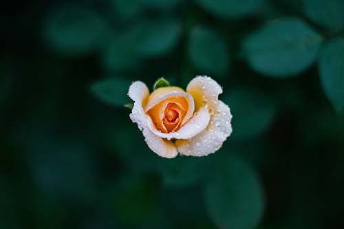 plant shallow focus photography of orange rose rose