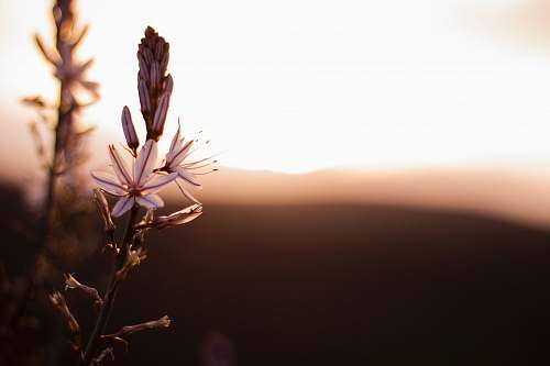 plant shallow focus photography of purple flowers mountain