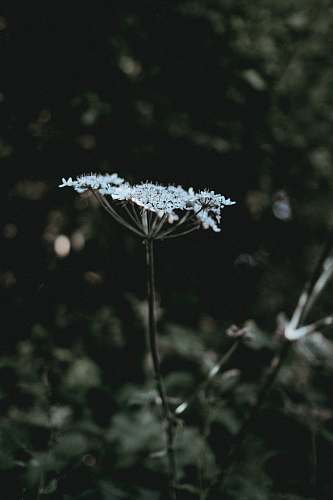 plant shallow focus photography of white flower smoke