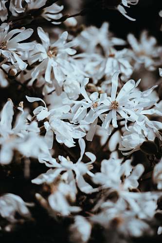 blossom shallow focus photography of white flowers tree